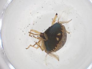  ( - CBG-B15512-G02)  @11 [ ] CreativeCommons - Attribution Share - Alike (2025) Centre for Biodiversity Genomics Centre for Biodiversity Genomics