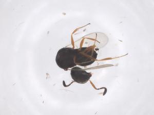  ( - CBG-B15514-G11)  @11 [ ] CreativeCommons - Attribution Share - Alike (2025) Centre for Biodiversity Genomics Centre for Biodiversity Genomics