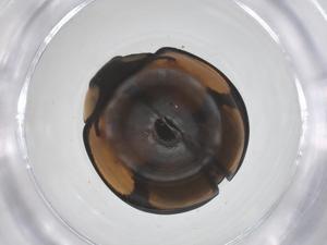  ( - CBG-B15520-D12)  @11 [ ] CreativeCommons - Attribution Share - Alike (2025) Centre for Biodiversity Genomics Centre for Biodiversity Genomics