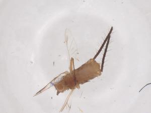  ( - CBG-B15534-B05)  @11 [ ] CreativeCommons - Attribution Share - Alike (2025) Centre for Biodiversity Genomics Centre for Biodiversity Genomics