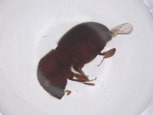  ( - CBG-B15539-C10)  @11 [ ] CreativeCommons - Attribution Share - Alike (2025) Centre for Biodiversity Genomics Centre for Biodiversity Genomics