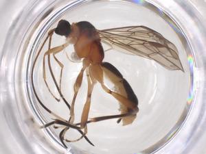  ( - CBG-B15568-H06)  @11 [ ] CreativeCommons - Attribution Share - Alike (2025) Centre for Biodiversity Genomics Centre for Biodiversity Genomics