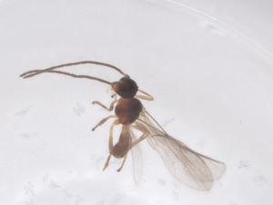  ( - CBG-B15572-B01)  @11 [ ] CreativeCommons - Attribution Share - Alike (2025) Centre for Biodiversity Genomics Centre for Biodiversity Genomics