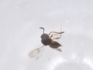  ( - CBG-B15610-D02)  @11 [ ] CreativeCommons - Attribution Share - Alike (2025) Centre for Biodiversity Genomics Centre for Biodiversity Genomics