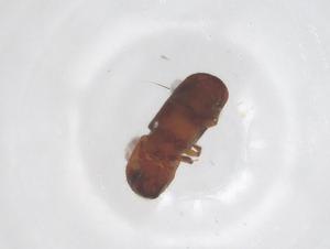  ( - CBG-B15614-D05)  @11 [ ] CreativeCommons - Attribution Share - Alike (2025) Centre for Biodiversity Genomics Centre for Biodiversity Genomics