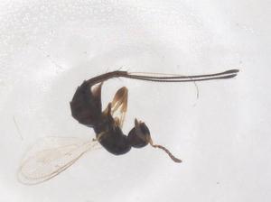  ( - CBG-B15623-F02)  @11 [ ] CreativeCommons - Attribution Share - Alike (2025) Centre for Biodiversity Genomics Centre for Biodiversity Genomics