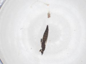  ( - CBG-B15624-B07)  @11 [ ] CreativeCommons - Attribution Share - Alike (2025) Centre for Biodiversity Genomics Centre for Biodiversity Genomics