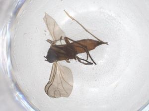  ( - CBG-B15624-E04)  @11 [ ] CreativeCommons - Attribution Share - Alike (2025) Centre for Biodiversity Genomics Centre for Biodiversity Genomics