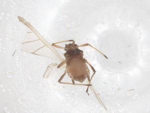  ( - CBG-B15624-G04)  @11 [ ] CreativeCommons - Attribution Share - Alike (2025) Centre for Biodiversity Genomics Centre for Biodiversity Genomics