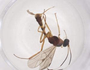  ( - CBG-B15625-A08)  @11 [ ] CreativeCommons - Attribution Share - Alike (2025) Centre for Biodiversity Genomics Centre for Biodiversity Genomics