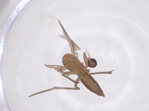  ( - CBG-B15653-F04)  @11 [ ] CreativeCommons - Attribution Share - Alike (2025) Centre for Biodiversity Genomics Centre for Biodiversity Genomics