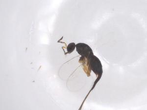  ( - CBG-B15655-E09)  @11 [ ] CreativeCommons - Attribution Share - Alike (2025) Centre for Biodiversity Genomics Centre for Biodiversity Genomics