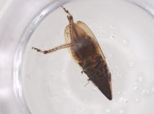  ( - CBG-B15656-B07)  @11 [ ] CreativeCommons - Attribution Share - Alike (2025) Centre for Biodiversity Genomics Centre for Biodiversity Genomics