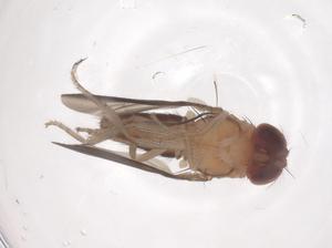  ( - CBG-B15656-H10)  @11 [ ] CreativeCommons - Attribution Share - Alike (2025) Centre for Biodiversity Genomics Centre for Biodiversity Genomics