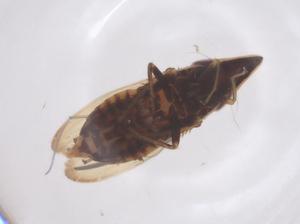  ( - CBG-B15657-F11)  @11 [ ] CreativeCommons - Attribution Share - Alike (2025) Centre for Biodiversity Genomics Centre for Biodiversity Genomics