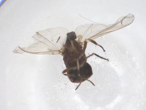  ( - CBG-B15658-G03)  @11 [ ] CreativeCommons - Attribution Share - Alike (2025) Centre for Biodiversity Genomics Centre for Biodiversity Genomics