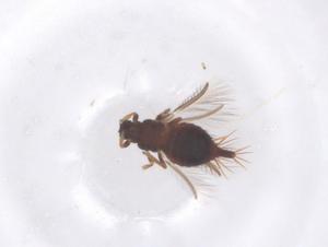  ( - CBG-B15660-C02)  @11 [ ] CreativeCommons - Attribution Share - Alike (2025) Centre for Biodiversity Genomics Centre for Biodiversity Genomics