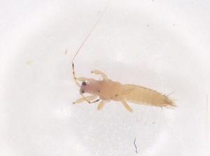  ( - CBG-B15762-B02)  @11 [ ] CreativeCommons - Attribution Share - Alike (2025) Centre for Biodiversity Genomics Centre for Biodiversity Genomics