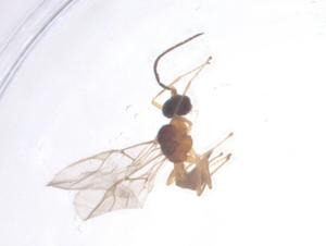  ( - CBG-B15763-D01)  @11 [ ] CreativeCommons - Attribution Share - Alike (2025) Centre for Biodiversity Genomics Centre for Biodiversity Genomics