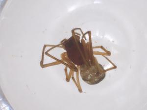  (Glenognatha dentata - CBG-B15767-F06)  @11 [ ] CreativeCommons - Attribution Share - Alike (2025) Centre for Biodiversity Genomics Centre for Biodiversity Genomics