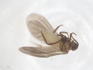  ( - CBG-B15768-H08)  @11 [ ] CreativeCommons - Attribution Share - Alike (2025) Centre for Biodiversity Genomics Centre for Biodiversity Genomics