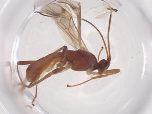  ( - CBG-B15770-B10)  @11 [ ] CreativeCommons - Attribution Share - Alike (2025) Centre for Biodiversity Genomics Centre for Biodiversity Genomics