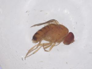  ( - CBG-B15772-C10)  @11 [ ] CreativeCommons - Attribution Share - Alike (2025) Centre for Biodiversity Genomics Centre for Biodiversity Genomics