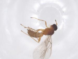  (Praon necans - CBG-B15775-F12)  @11 [ ] CreativeCommons - Attribution Share - Alike (2025) Centre for Biodiversity Genomics Centre for Biodiversity Genomics