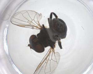  ( - CBG-B16049-E01)  @11 [ ] CreativeCommons - Attribution Share - Alike (2025) Centre for Biodiversity Genomics Centre for Biodiversity Genomics