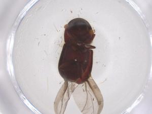  (Cyclorhipidion perpilosellum - CBG-B23781-E03)  @11 [ ] CreativeCommons - Attribution Share - Alike (2025) Centre for Biodiversity Genomics Centre for Biodiversity Genomics