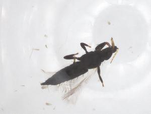 (Dolichothrips utae - CBG-B23783-G10)  @11 [ ] CreativeCommons - Attribution Share - Alike (2025) Centre for Biodiversity Genomics Centre for Biodiversity Genomics