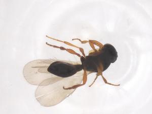  (Prenolepis melanogaster - CBG-B23784-H06)  @11 [ ] CreativeCommons - Attribution Share - Alike (2025) Centre for Biodiversity Genomics Centre for Biodiversity Genomics