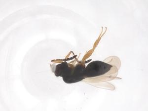  ( - CBG-B23787-A12)  @11 [ ] CreativeCommons - Attribution Share - Alike (2025) Centre for Biodiversity Genomics Centre for Biodiversity Genomics