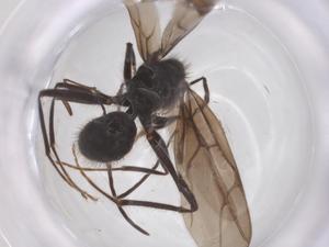  ( - CBG-B23788-A08)  @11 [ ] CreativeCommons - Attribution Share - Alike (2025) Centre for Biodiversity Genomics Centre for Biodiversity Genomics