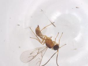  ( - CBG-B23792-D08)  @11 [ ] CreativeCommons - Attribution Share - Alike (2025) Centre for Biodiversity Genomics Centre for Biodiversity Genomics