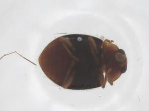  ( - CBG-B23794-H06)  @11 [ ] CreativeCommons - Attribution Share - Alike (2025) Centre for Biodiversity Genomics Centre for Biodiversity Genomics