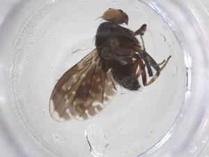  ( - CBG-B23796-H03)  @11 [ ] CreativeCommons - Attribution Share - Alike (2025) Centre for Biodiversity Genomics Centre for Biodiversity Genomics