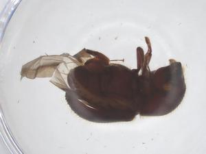  ( - CBG-B23966-E12)  @11 [ ] CreativeCommons - Attribution Share - Alike (2025) Centre for Biodiversity Genomics Centre for Biodiversity Genomics