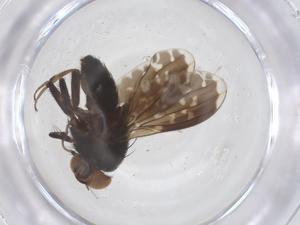  ( - CBG-B23966-F06)  @11 [ ] CreativeCommons - Attribution Share - Alike (2025) Centre for Biodiversity Genomics Centre for Biodiversity Genomics