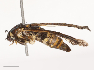  ( - CBG-B23995-E01)  @11 [ ] CreativeCommons - Attribution Share - Alike (2025) CBG Photography Group Centre for Biodiversity Genomics