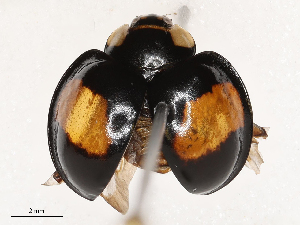  ( - CBG-B24013-A09)  @11 [ ] CreativeCommons - Attribution Share - Alike (2025) CBG Photography Group Centre for Biodiversity Genomics