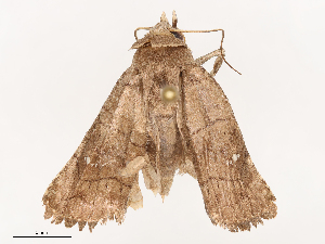  ( - CBG-B24014-F08)  @11 [ ] CreativeCommons - Attribution Share - Alike (2025) CBG Photography Group Centre for Biodiversity Genomics