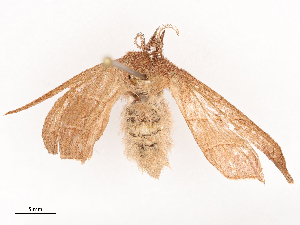  ( - CBG-B24018-B02)  @11 [ ] CreativeCommons - Attribution Share - Alike (2025) CBG Photography Group Centre for Biodiversity Genomics