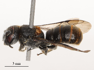  ( - CBG-B24018-C01)  @11 [ ] CreativeCommons - Attribution Share - Alike (2025) CBG Photography Group Centre for Biodiversity Genomics