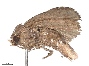  ( - CBG-B24049-D01)  @11 [ ] CreativeCommons - Attribution Share - Alike (2025) CBG Photography Group Centre for Biodiversity Genomics