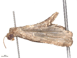  ( - CBG-B24049-E03)  @11 [ ] CreativeCommons - Attribution Share - Alike (2025) CBG Photography Group Centre for Biodiversity Genomics