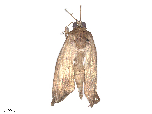  ( - CBG-B24049-E04)  @11 [ ] CreativeCommons - Attribution Share - Alike (2025) CBG Photography Group Centre for Biodiversity Genomics