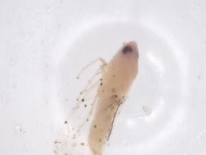  ( - CBG-B24096-F10)  @11 [ ] CreativeCommons - Attribution Share - Alike (2025) Centre for Biodiversity Genomics Centre for Biodiversity Genomics