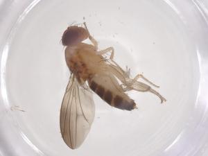  ( - CBG-B24100-D03)  @11 [ ] CreativeCommons - Attribution Share - Alike (2025) Centre for Biodiversity Genomics Centre for Biodiversity Genomics