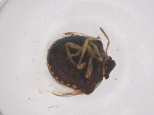  ( - CBG-B24135-C07)  @11 [ ] CreativeCommons - Attribution Share - Alike (2025) Centre for Biodiversity Genomics Centre for Biodiversity Genomics